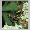 Ectemnius lituratus - Grabwespe 07 Paarung hsk.jpg